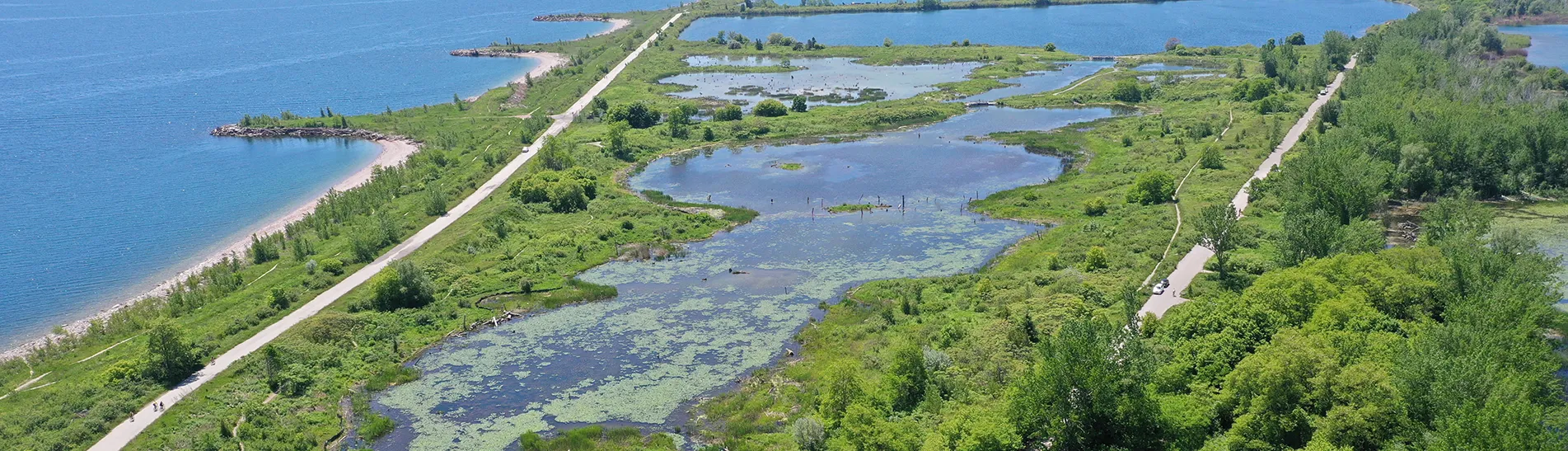 Photo of the Leslie wetlands