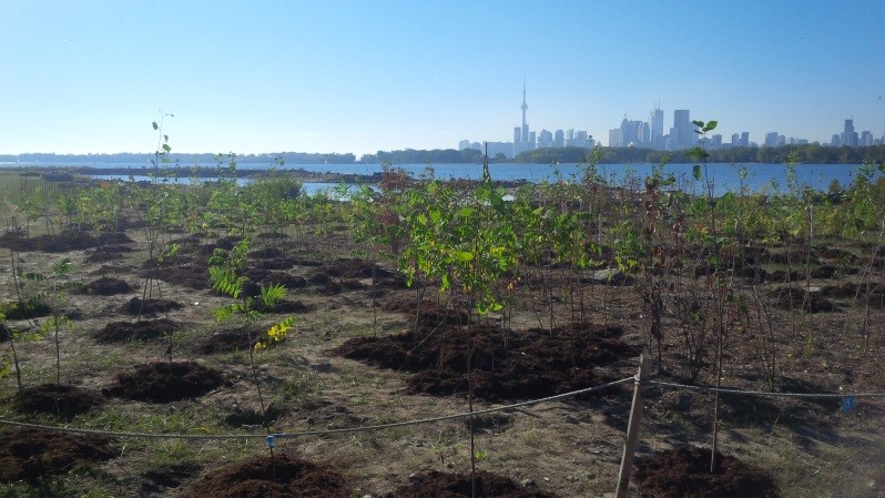 Tree saplings planted